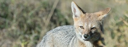 Psovitá šelma Foto: Depositphotos