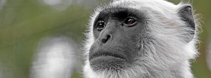 Hulman posvátný Foto: Depositphotos