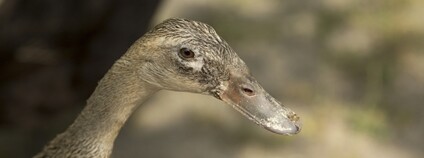 Indický běžec Foto: Depositphotos