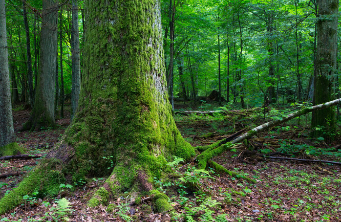 Vysoké zásoby uhlíku ve starých přirozených lesích jsou způsobeny přítomností velkých starých stromů. Ve všech studovaných lokalitách bylo 50 % kumulativní zásoby uhlíku v živé biomase obsaženo ve stromech o průměru větším než 60 cm.