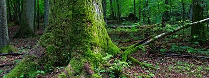 Bělověžský prales Foto: Depositphotos