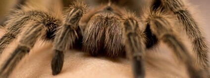Chilská růžová tarantule Foto:  Depositphotos