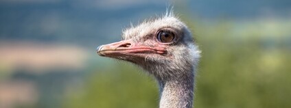 Pštros africký Foto: Depositphotos