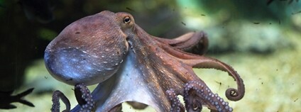Chobotnice pobřežní (Octopus vulgaris) Foto: Depositphotos