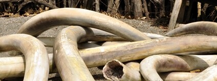 Sloní kly Foto: Depositphotos