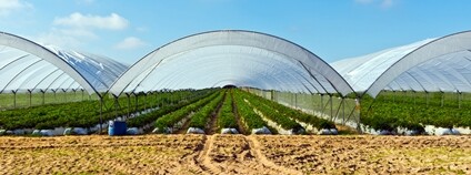 Skleníky v Portugalsku Foto: Depositphotos