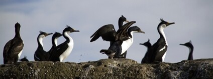 Kormoráni guánoví Foto: Depositphotos