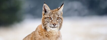 Mládě rysa ve sněhu Foto: Depositphotos