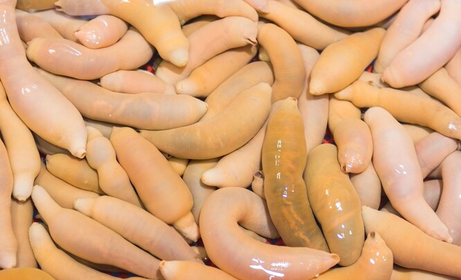 Ačkoli vypadají velmi bizarně, jsou tito mořští tvorové velmi vyhledávaní v Asii, kde se věří, že mají léčivé účinky.