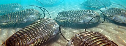 Trilobiti Foto: Depositphotos