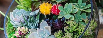 Sukulenty ve sklenici Foto: Depositphotos