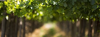 Vinice v Argentině Foto: Depositphotos