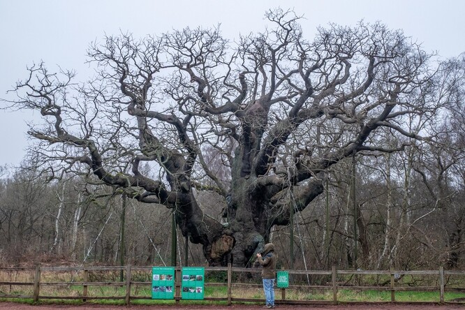 Mrtvý strom zůstane na svém místě jako přírodní monument, uvedla RSPB.