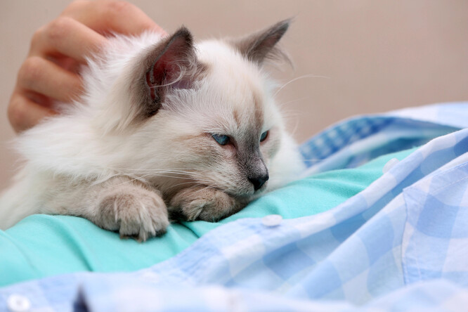 Díky své povaze jsou kočky plemene ragdoll pro felinoterapii ideální.