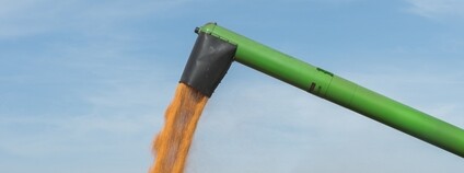 Náklad kukuřice Foto: Depositphotos