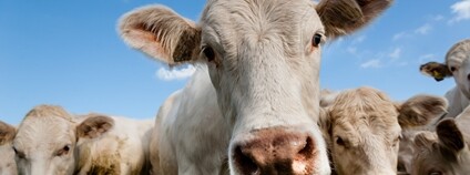 Stádo krav plemene charolais Foto: Depositphotos