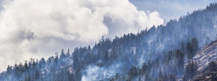 Lesní požár Foto: Depositphotos