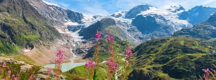 Divoké rostliny ve švýcarských Alpách Foto: Depositphotos