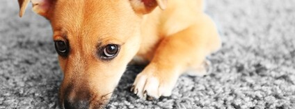 Štěně Foto: Depositphotos