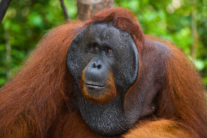 Vysoká inteligence orangutanů je již dlouho známá, částečně díky jejich praktickým dovednostem, jako je používání nástrojů k louskání ořechů a hledání hmyzu.