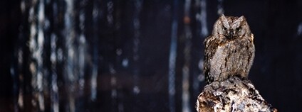 Sýček obecný Foto: Depositphotos