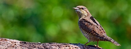 Krutihlav obecný Foto: Depositphotos