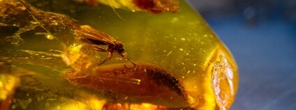 Moucha zalitá v jantaru Foto: Depositphotos