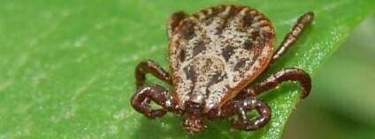 foto: Accipiter / Wikimedia commons