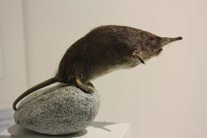 Vychuchol - evoluční klenot. Muzeum přírodní historie v Perpignanu.