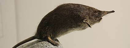 Vychuchol pyrenejský Foto: Tylwyth Eldar Wikimedia Commons