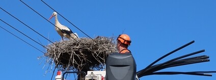 Spolupráce s energetiky Foto: DES OP - Záchranná stanice živočichů Plzeň