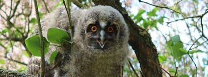 Mladí kalousi ušatí Foto: DES OP - Záchranná stanice živočichů