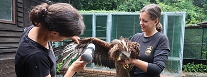 Ošetřování promáčené samice luňáka. Foto: DES OP - Záchranná stanice živočichů Plzeň