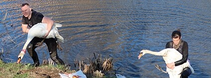 Odchyt labuťáka Trenéra Foto: DES OP - Záchranná stanice živočichů Plzeň