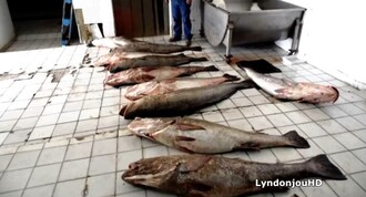 Rybáři, kteří loví načerno, a také pašeráci jí říkají "mořský kokain".