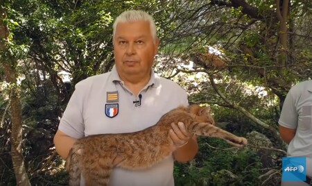 Na francouzském ostrově Korsika po celé generace kolovaly příběhy o podivné šelmě, která se podobá velké kočce zbarvené jako liška s huňatým ocasem a dlouhými špičáky. Dlouho byly pokládány jen za mýtus - dokud se v odlehlé části ostrova nepodařilo několik těchto "liščích koček" odchytit.