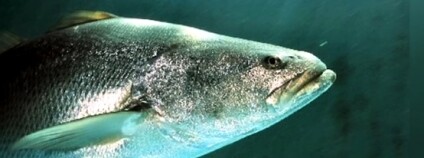 foto: LyndonjouHD / youtube.com