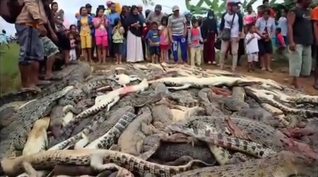 Po sobotním pohřbu vesničana se několik set místních obyvatel ozbrojených noži, lopatami, kladivy a holemi vydalo do rezervace. Dav nejprve zaútočil na kancelář krokodýlí rezervace a poté pozabíjel 292 plazů (na obrázku).
