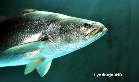 Konec nelegálního lovu smuh (na obrázku) by mohl být poslední šancí pro přežití sviňuch kalifornských.