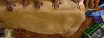 foto: Safari Park Dvůr Králové