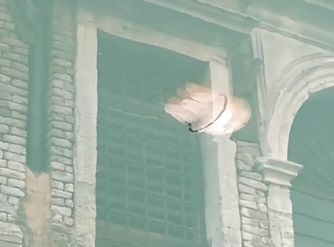 Díky neobvyklému klidu v benátských kanálech a díky nepřítomnosti plavidel medúza plavala v průzračné vodě poblíž mostu Batteri v Benátkách.