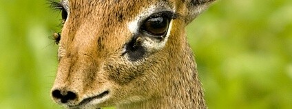 Foto: David Dennis / Flickr.com