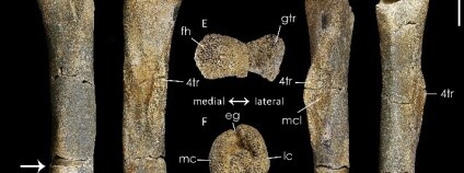 Foto: Journal of Systematic Palaentology