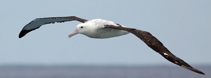 Albatros stěhovavý v Namibii Foto: Craig Adam Flickr