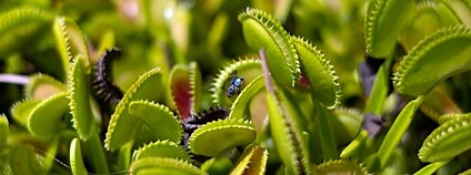 Mucholapka podivná Foto: Kenneth Lu Flickr