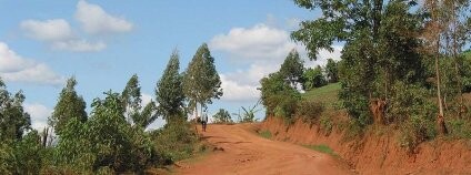 Stromy se mají sázet také podél silnic. Foto: Wikimedia Commons