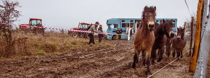 Druhé stádo divokých koní v Milovicích Foto: Michal Köpping / Česká krajina