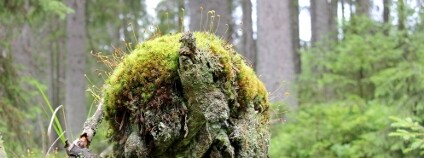 Divočina Foto: Nikola Fousková