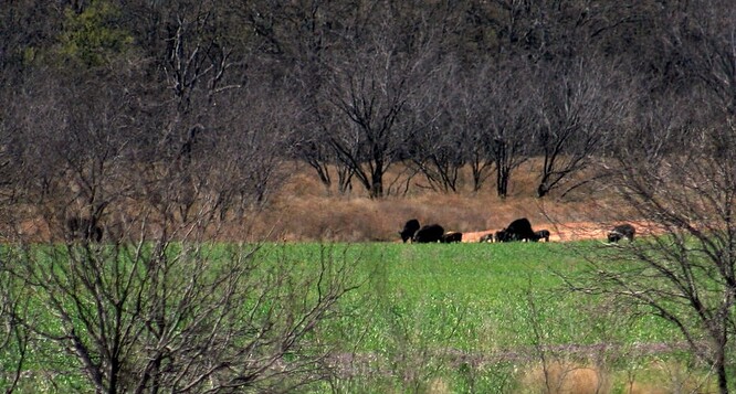 Američané zatím přistupují k možné hrozbě velmi laxně. „Měli by se přitom obávat, protože známe biologii superprasat. Jsou to nejspíš ti nejhorší invazní velcí savci na planetě,“ říká Brook.
