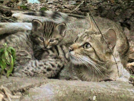 Jedna kočka ročně přivede na svět asi osm koťat.
